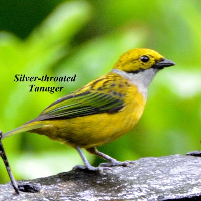 Silver-throated Tanager